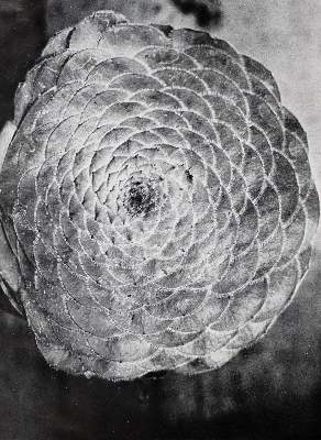Bild Nr.2: 143-1699 Fuhrmann,E.: (Photographie)