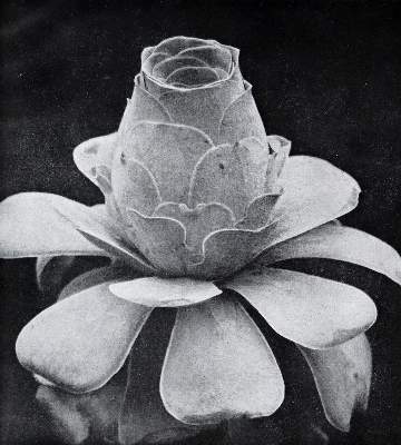 Bild Nr.3: 143-1699 Fuhrmann,E.: (Photographie)