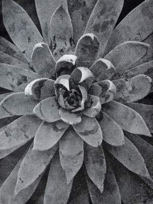 Bild Nr.4: 143-1699 Fuhrmann,E.: (Photographie)
