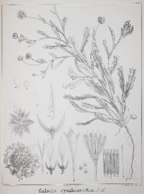 Bild Nr.2: 143-1780 Mueller,F.v.: (Botanik, Australien)