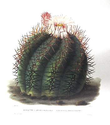 Bild Nr.2: 143-1781 Candolle,A.P.de.: (Botanik)