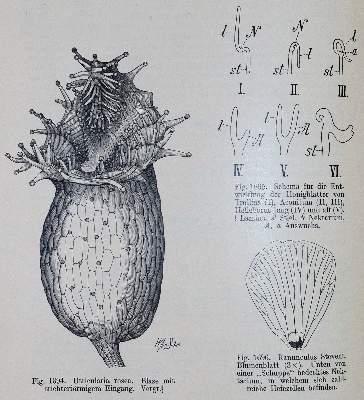 Bild Nr.2: 143-1788 Goebel,K.: (Botanik)