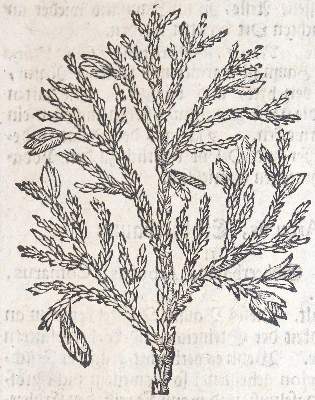 Bild Nr.2: 143-1791 Müller,S.: (Botanik, Kräuterbücher)