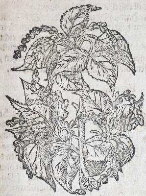 Bild Nr.3: 143-1791 Müller,S.: (Botanik, Kräuterbücher)