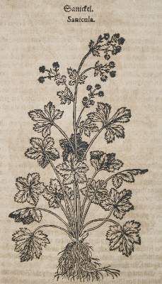 Bild Nr.1: 143-1792 (Tabernaemontanus,J.T.: (Botanik, Kräuterbücher)