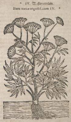 Bild Nr.3: 143-1792 (Tabernaemontanus,J.T.: (Botanik, Kräuterbücher)