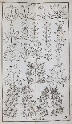 Bild Nr.2: 143-1794 Linné,C.v.: (Botanik)