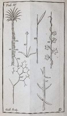 Bild Nr.3: 143-1794 Linné,C.v.: (Botanik)