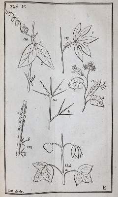 Bild Nr.4: 143-1794 Linné,C.v.: (Botanik)