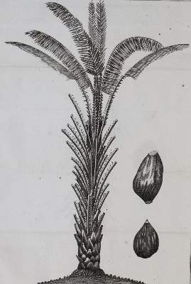 Bild Nr.4: 143-1797 Linné,C.v.: (Botanik)