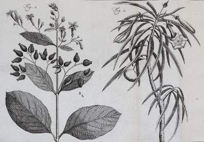 Bild Nr.5: 143-1797 Linné,C.v.: (Botanik)