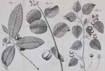 Bild Nr.6: 143-1797 Linné,C.v.: (Botanik)