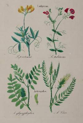 Bild Nr.2: 143-1798 Loebe,W. (Hrsg.).: (Botanik)