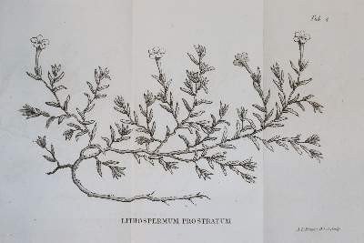 Bild Nr.1: 143-1799 Loiseleur Deslongchamps,J.L.A.: (Botanik)