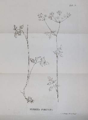Bild Nr.3: 143-1799 Loiseleur Deslongchamps,J.L.A.: (Botanik)