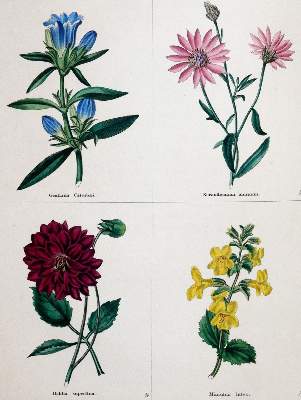 Bild Nr.1: 143-1801 Maund,B.: (Botanik)