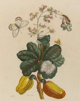 Bild Nr.1: 143-1802 Merian, Maria Sibylla: (Botanik)