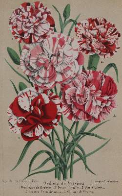 Bild Nr.2: 143-1803 Morren,C. u. E.: (Botanik)