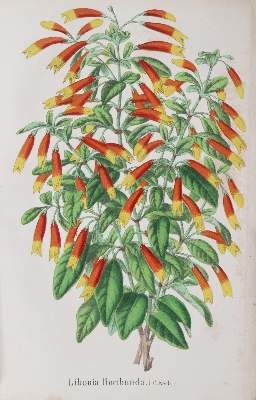 Bild Nr.3: 143-1803 Morren,C. u. E.: (Botanik)