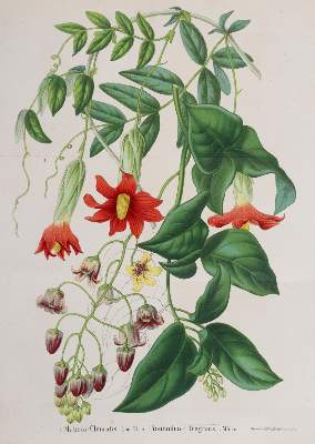Bild Nr.4: 143-1803 Morren,C. u. E.: (Botanik)