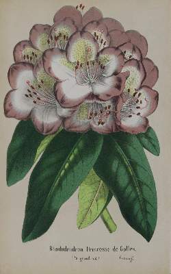 Bild Nr.5: 143-1803 Morren,C. u. E.: (Botanik)