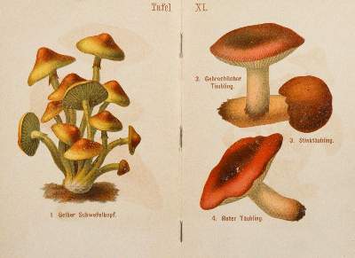 Bild Nr.4: 143-1805 Sammlung: (Botanik, Pilze)