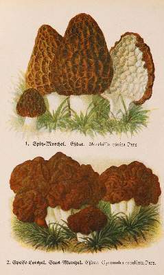 Bild Nr.5: 143-1805 Sammlung: (Botanik, Pilze)