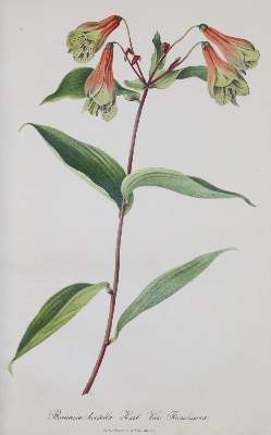 Bild Nr.3: 143-1806 Regel,E. (Hrsg.).: (Botanik)
