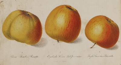 Bild Nr.4: 143-1806 Regel,E. (Hrsg.).: (Botanik)