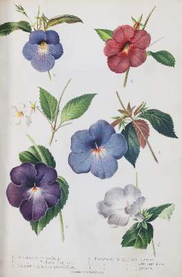 Bild Nr.5: 143-1806 Regel,E. (Hrsg.).: (Botanik)