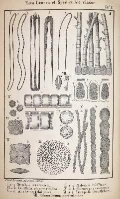 Bild Nr.2: 143-1807 Reinsch,P.(A.).: (Botanik)