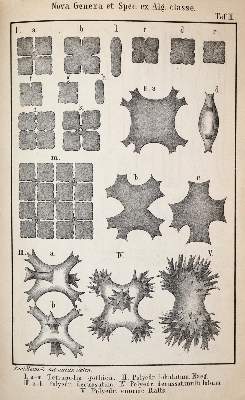 Bild Nr.3: 143-1807 Reinsch,P.(A.).: (Botanik)