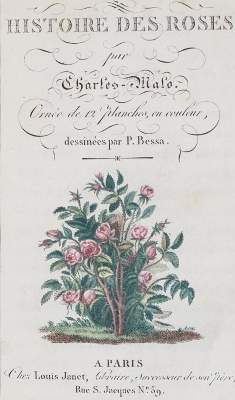 Bild Nr.1: 143-1808 Malo,C.: (Botanik, Rosen)