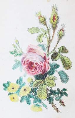 Bild Nr.2: 143-1808 Malo,C.: (Botanik, Rosen)