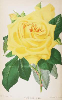 Bild Nr.2: 143-1809 Paul,W.: (Botanik, Rosen)