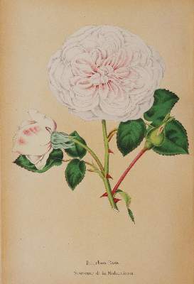 Bild Nr.4: 143-1809 Paul,W.: (Botanik, Rosen)