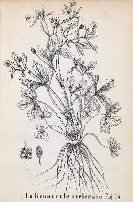 Bild Nr.3: 143-1812 (Hegetschweiler,J.).: (Botanik, Schweiz)