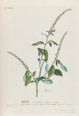 Bild Nr.10: 143-1813 Trew,Ch.J. (Botanik)