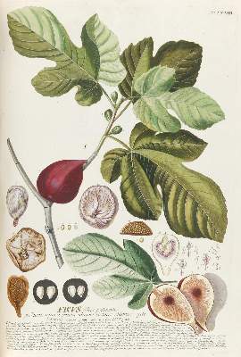 Bild Nr.4: 143-1813 Trew,Ch.J. (Botanik)