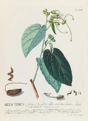 Bild Nr.6: 143-1813 Trew,Ch.J. (Botanik)