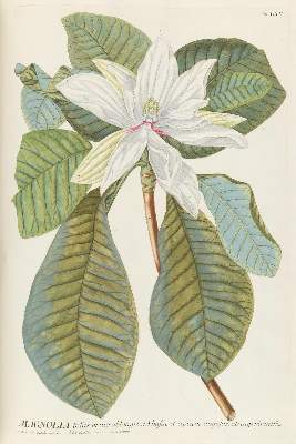 Bild Nr.7: 143-1813 Trew,Ch.J. (Botanik)