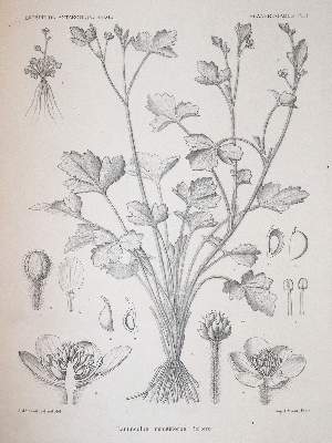 Bild Nr.2: 143-1816 Wildeman,E.de.: (Botanik)