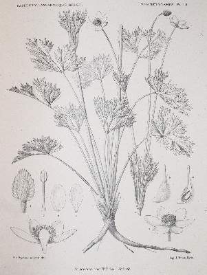 Bild Nr.4: 143-1816 Wildeman,E.de.: (Botanik)