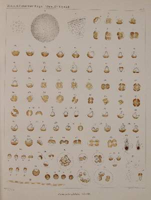 Bild Nr.4: 143-1817 Wissenschaftliche Meeresuntersuchungen.: (Botanik)