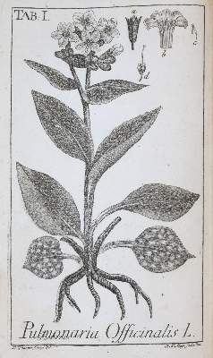 Bild Nr.1: 143-1818 (Zorn,J.).: (Botanik)