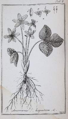 Bild Nr.2: 143-1818 (Zorn,J.).: (Botanik)