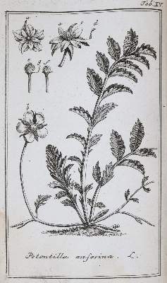 Bild Nr.3: 143-1818 (Zorn,J.).: (Botanik)