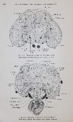 Bild Nr.2: 143-1828 Droogleever Fortuyn,A.B. u. C.U.Ariens Kappers.: (Medizin)