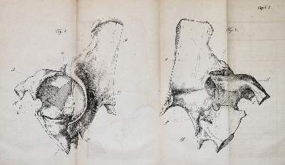 Bild Nr.3: 143-1833 Fricke,J.C.G.: (Medizin)