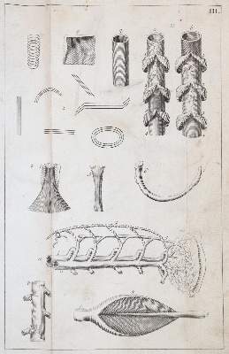 Bild Nr.3: 143-1844 Kulmus,J.A.: (Medizin)
